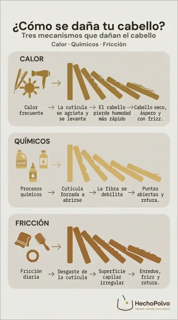 Infografía sobre cómo se daña el cabello: calor, químicos y fricción levantan la cutícula, debilitan la fibra capilar y provocan sequedad, frizz y rotura.