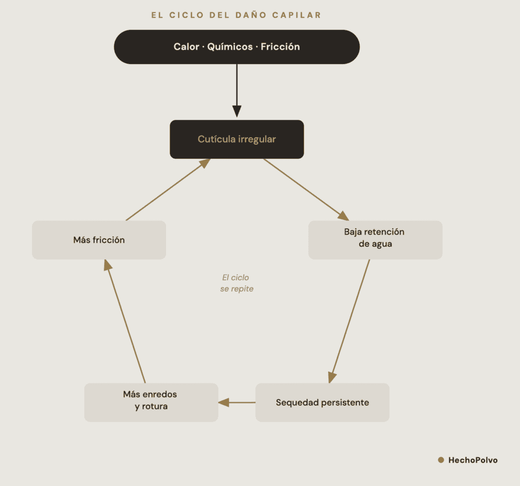 Diagrama del ciclo de daño capilar: cómo el desgaste acumulado genera cutícula irregular, pérdida de agua y sequedad que se retroalimenta.