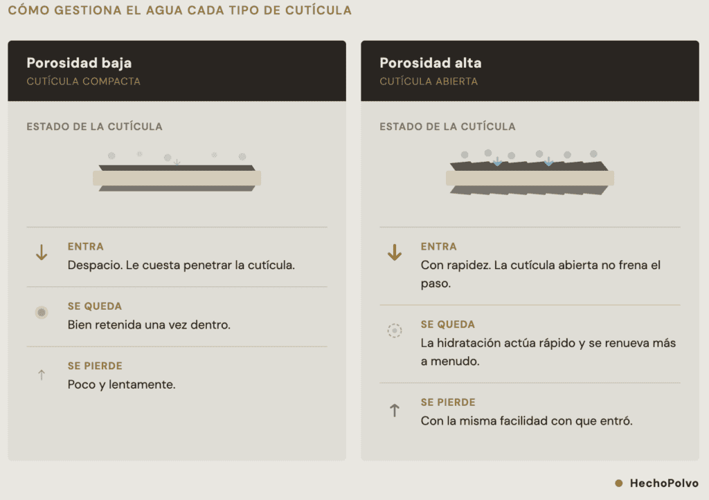 Entrada, retención y pérdida de agua en el cabello según el estado de la cutícula.